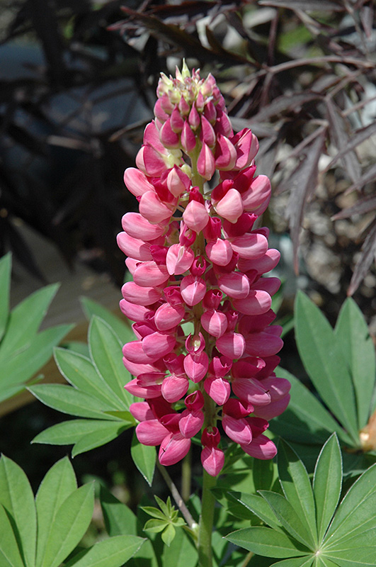 Gallery Red Lupine (Lupinus 'Gallery Red') at Stauffers Of Kissel Hill