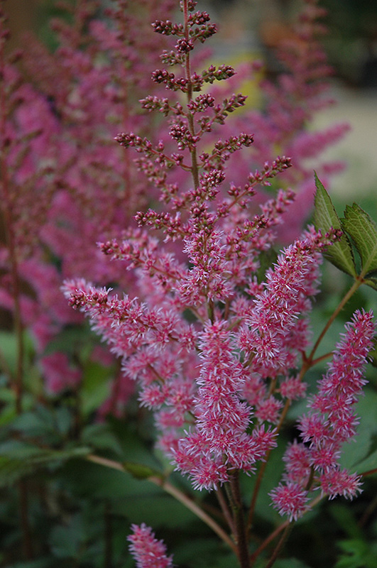 Maggie Daley Astilbe (Astilbe chinensis 'Maggie Daley') at Stauffers Of Kissel Hill