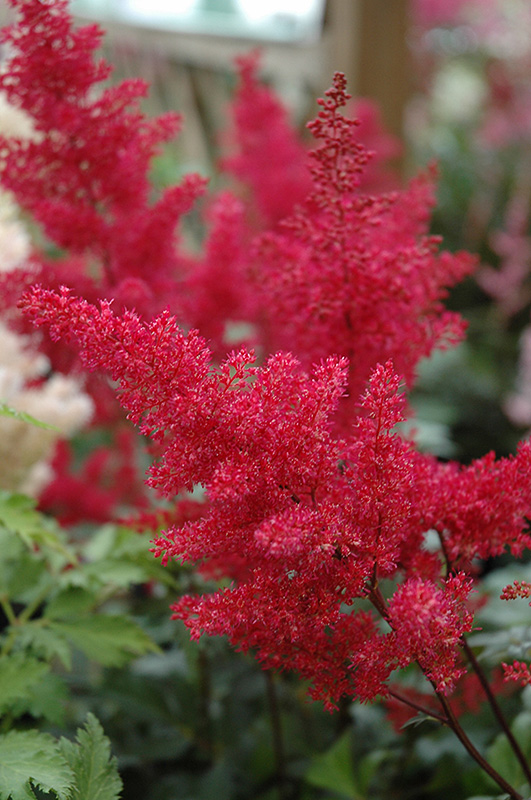 Montgomery Japanese Astilbe (Astilbe japonica 'Montgomery') at Stauffers Of Kissel Hill