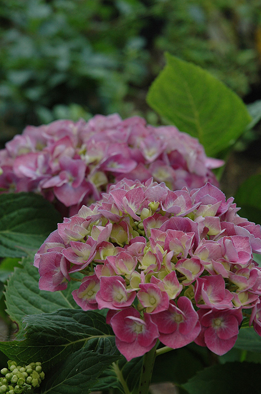 Forever And Ever Blue Heaven Hydrangea (Hydrangea macrophylla 'Forever And Ever Blue Heaven') at Stauffers Of Kissel Hill