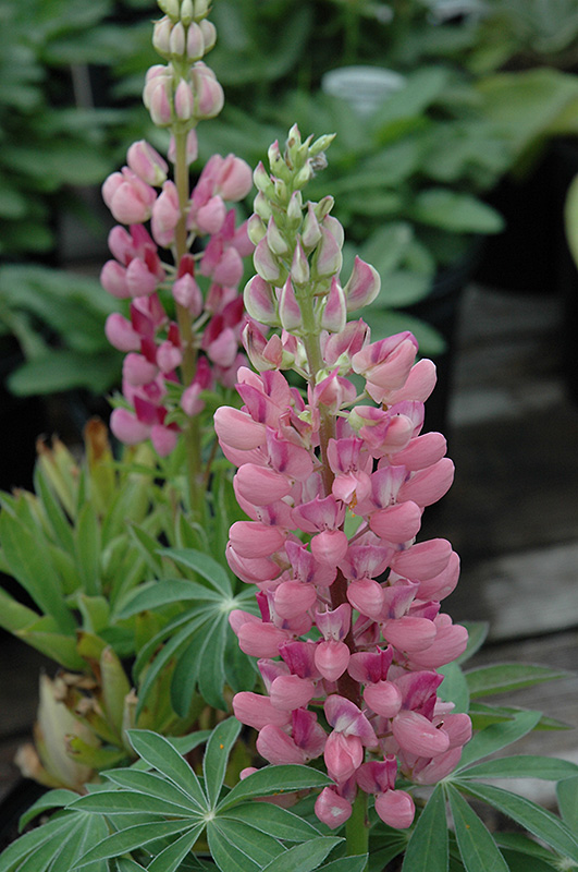 Gallery Pink Lupine (Lupinus 'Gallery Pink') at Stauffers Of Kissel Hill