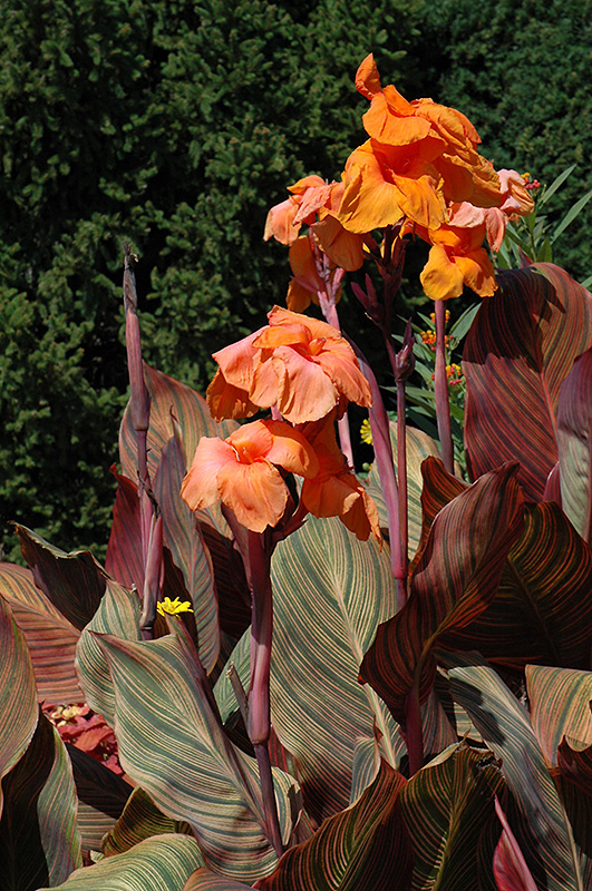 Tropicanna Canna (Canna 'Phasion') at Stauffers Of Kissel Hill