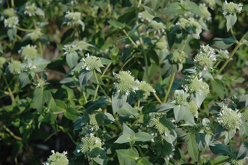 Short Toothed Mountain Mint (Pycnanthemum muticum) at Stauffers Of Kissel Hill