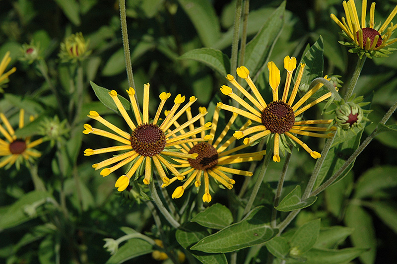 Henry Eilers Sweet Coneflower (Rudbeckia subtomentosa 'Henry Eilers') at Stauffers Of Kissel Hill