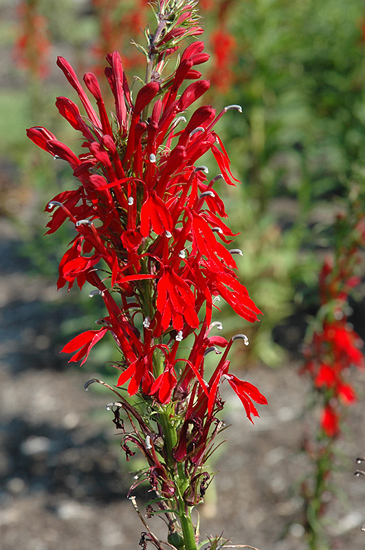 Cardinal Flower (Lobelia cardinalis) at Stauffers Of Kissel Hill