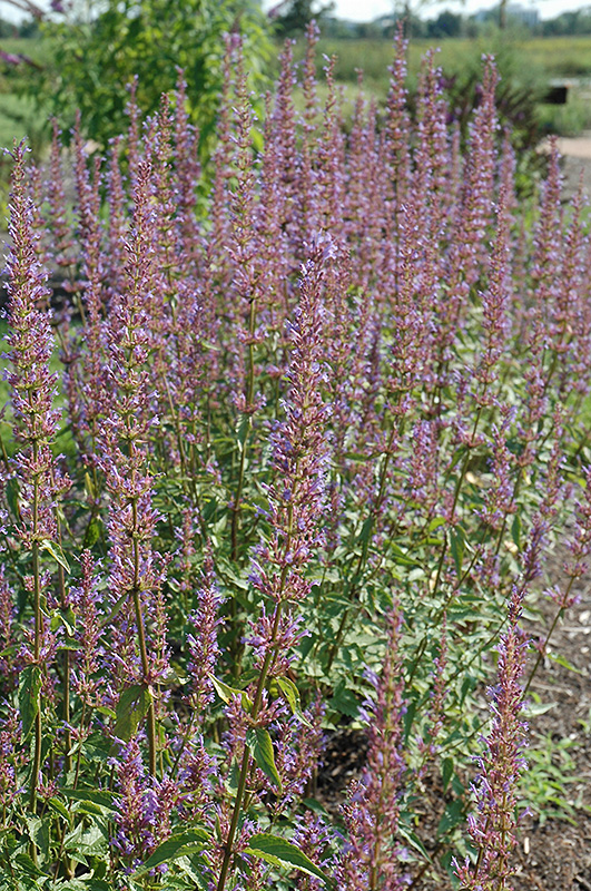 Purple Haze Hyssop (Agastache 'Purple Haze') at Stauffers Of Kissel Hill