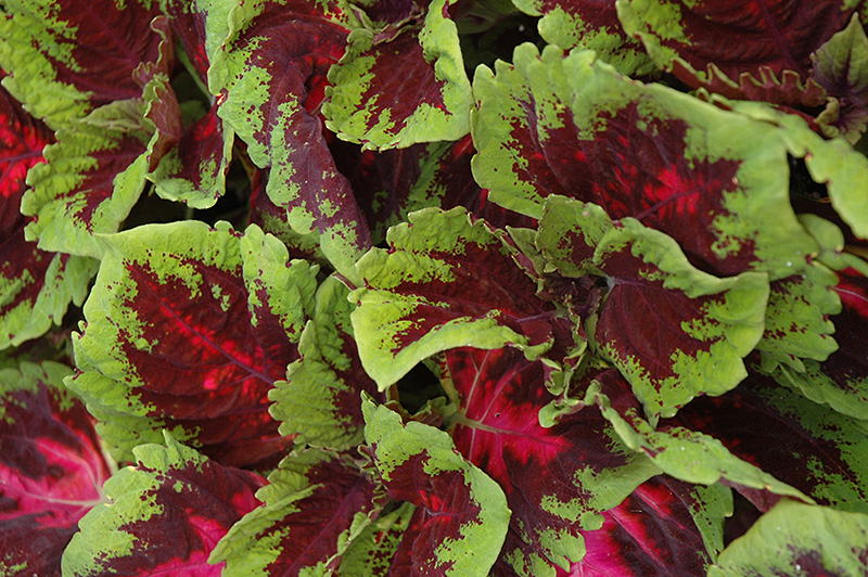 Kong Red Coleus (Solenostemon scutellarioides 'Kong Red') at Stauffers Of Kissel Hill