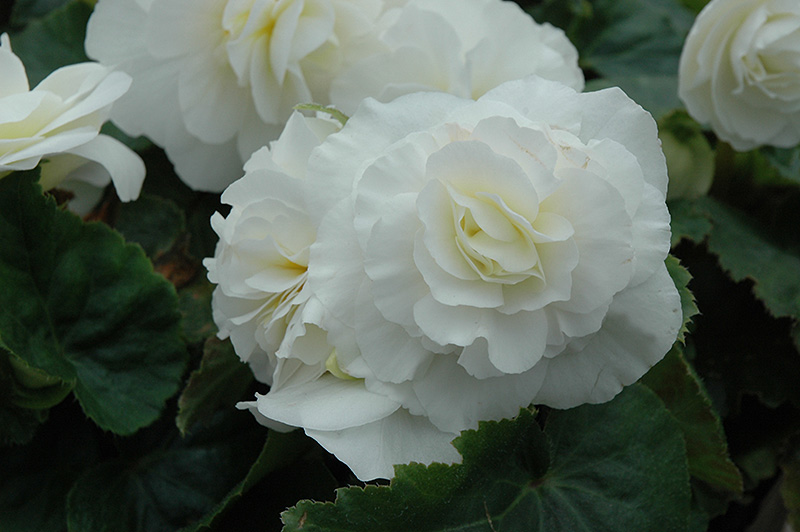 Nonstop White Begonia (Begonia 'Nonstop White') at Stauffers Of Kissel Hill