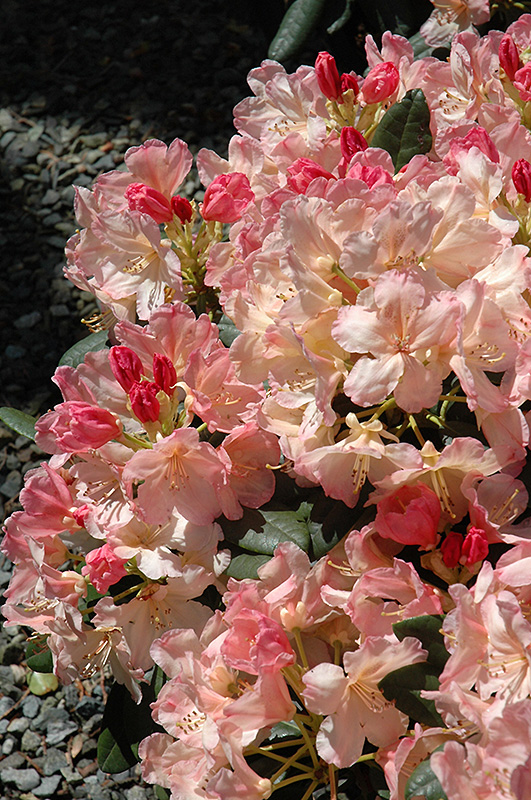 Percy Wiseman Rhododendron (Rhododendron 'Percy Wiseman') at Stauffers Of Kissel Hill