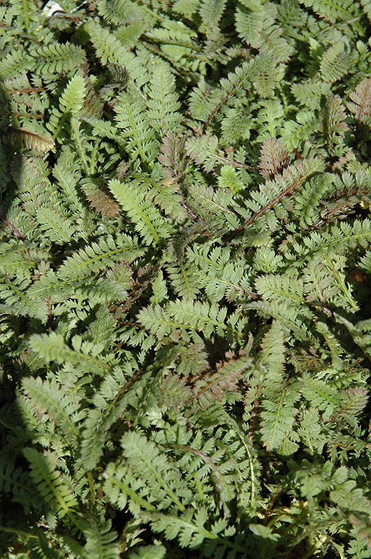 Brass Buttons (Leptinella squalida) at Stauffers Of Kissel Hill