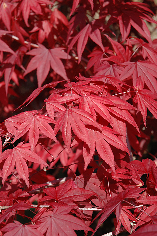 Emperor I Japanese Maple (Acer palmatum 'Wolff') at Stauffers Of Kissel Hill