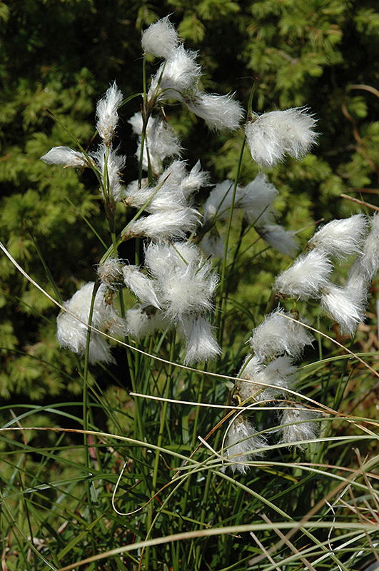 Common Cottongrass (Eriophorum angustifolium) at Stauffers Of Kissel Hill