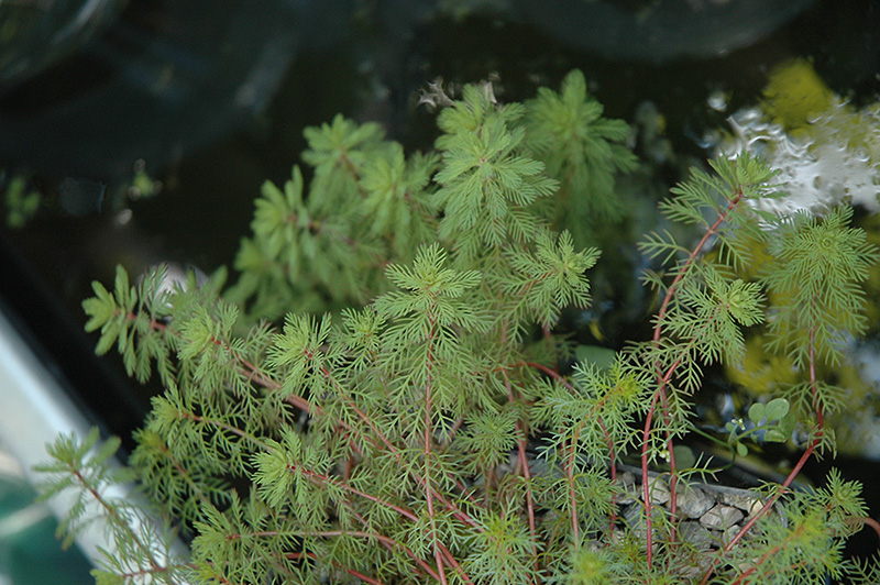 Red Stemmed Parrot Feather (Myriophyllum brasiliensis) at Stauffers Of Kissel Hill