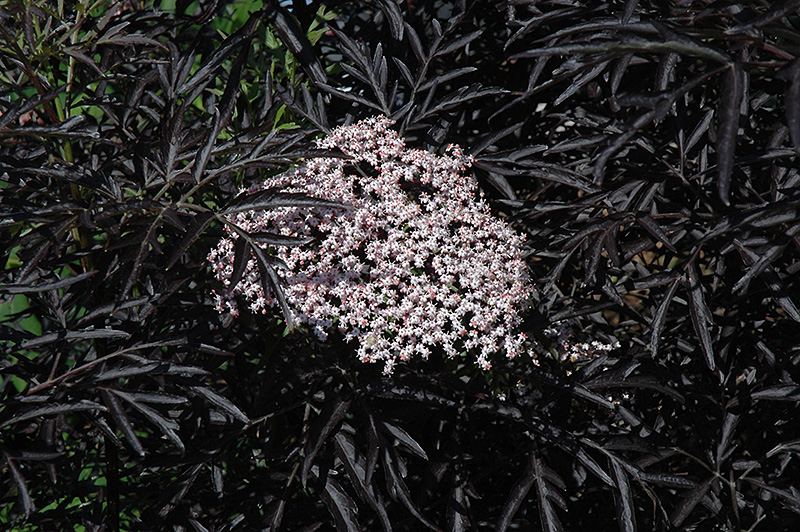 Black Lace Elder (Sambucus nigra 'Eva') at Stauffers Of Kissel Hill