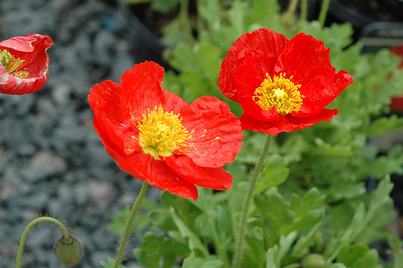 Spring Fever Red Poppy (Papaver nudicaule 'Spring Fever Red') at Stauffers Of Kissel Hill