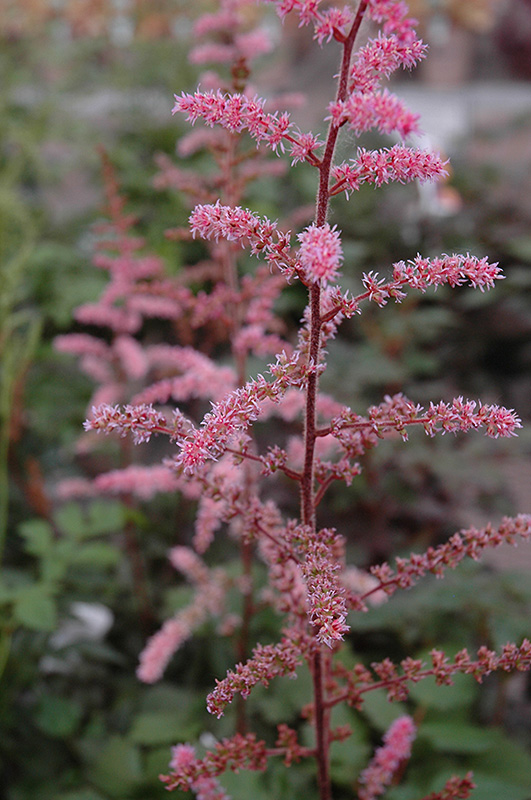 Color Flash Astilbe (Astilbe x arendsii 'Color Flash') at Stauffers Of Kissel Hill