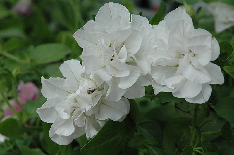 Double Wave White Petunia (Petunia 'Double Wave White') at Stauffers Of Kissel Hill