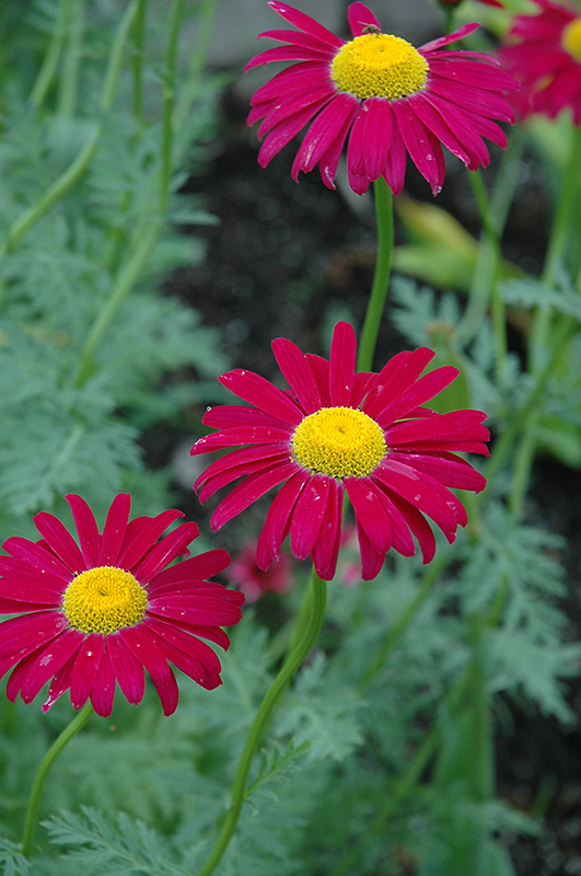 Robinson's Red Painted Daisy (Tanacetum coccineum 'Robinson's Red') at Stauffers Of Kissel Hill