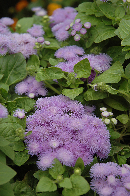 Hawaii Blue Flossflower (Ageratum 'Hawaii Blue') at Stauffers Of Kissel Hill