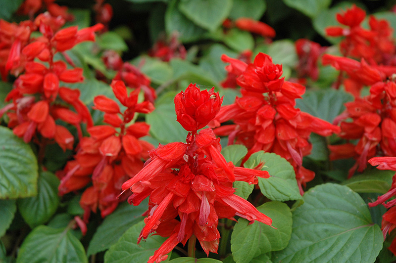 Red Hot Sally Salvia (Salvia splendens 'Red Hot Sally') at Stauffers Of Kissel Hill