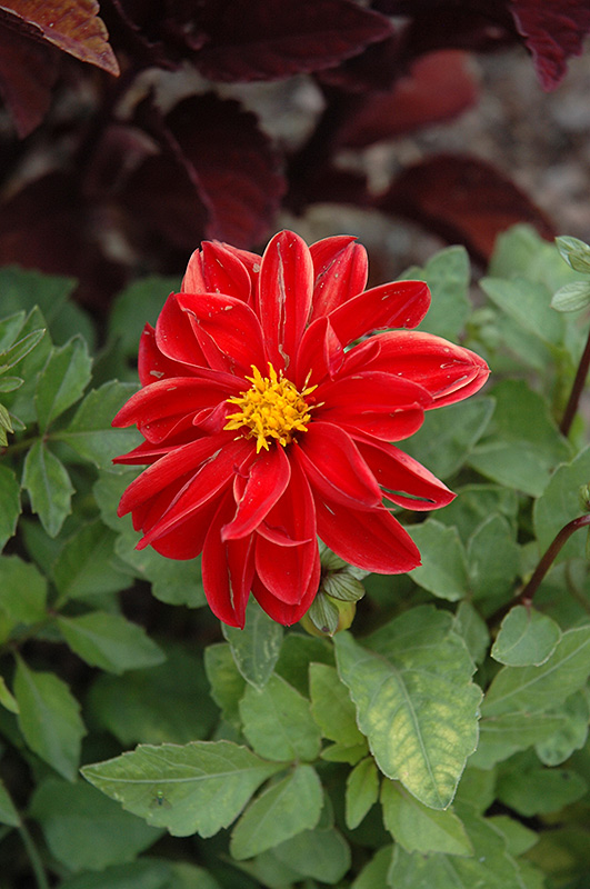 Figaro Red Shades Dahlia (Dahlia 'Figaro Red Shades') at Stauffers Of Kissel Hill
