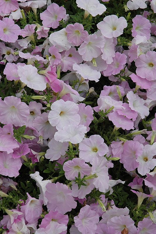 Wave Misty Lilac Petunia (Petunia 'Wave Misty Lilac') at Stauffers Of Kissel Hill