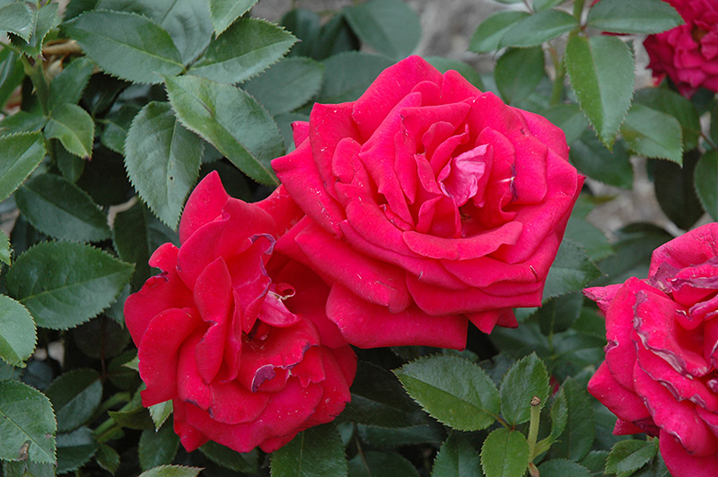 Lasting Love Rose (Rosa 'Lasting Love') at Stauffers Of Kissel Hill