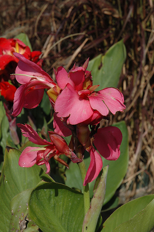 Tropical Rose Canna (Canna 'Tropical Rose') at Stauffers Of Kissel Hill