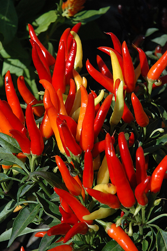 Chilly Chili Ornamental Pepper (Capsicum annuum 'Chilly Chili') at Stauffers Of Kissel Hill
