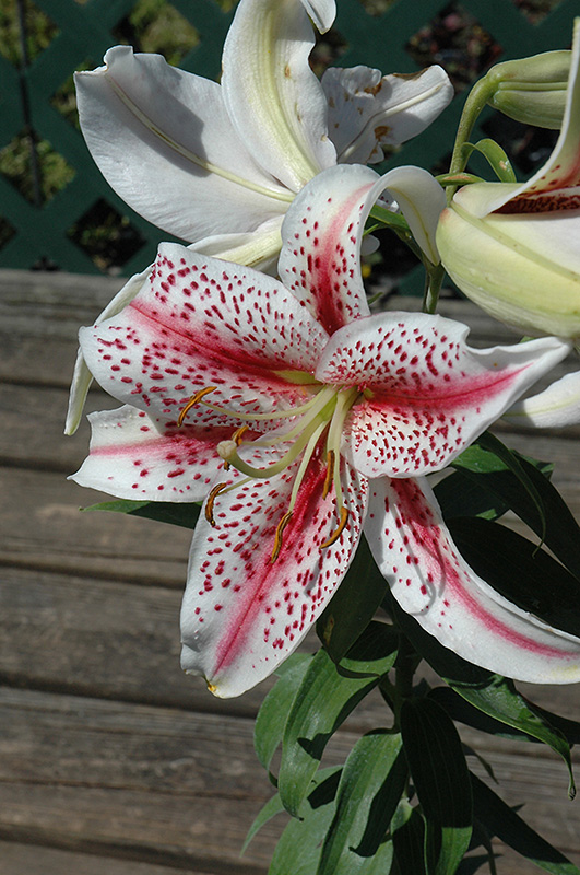 Tiger Woods Lily (Lilium 'Tiger Woods') at Stauffers Of Kissel Hill