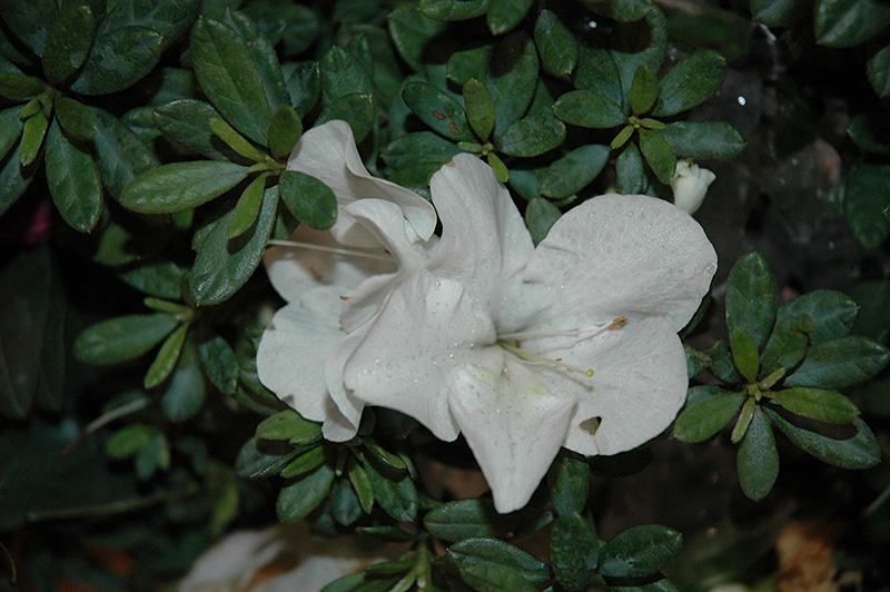 Bloom-A-Thon White Azalea (Rhododendron 'RLH1-3P3') at Stauffers Of Kissel Hill