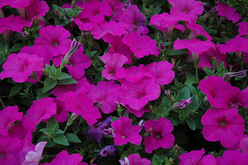 Easy Wave Neon Rose Petunia (Petunia 'Easy Wave Neon Rose') at Stauffers Of Kissel Hill