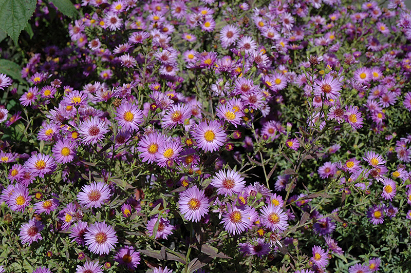 Woods Purple Aster (Symphyotrichum 'Woods Purple') at Stauffers Of Kissel Hill