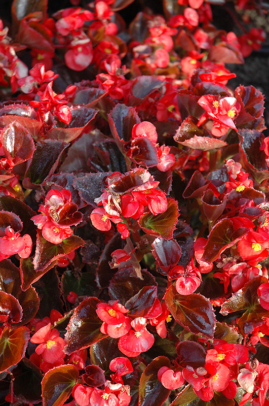 Yin Red Begonia (Begonia 'Yin Red') at Stauffers Of Kissel Hill