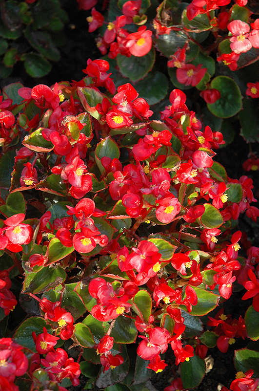 Yang Red Begonia (Begonia 'Yang Red') at Stauffers Of Kissel Hill