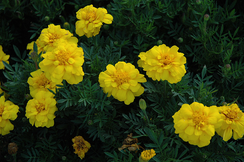 Durango Yellow Marigold (Tagetes patula 'Durango Yellow') at Stauffers Of Kissel Hill