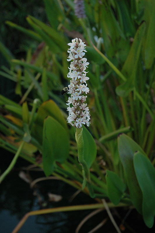 White Pickerelweed (Pontederia cordata 'Alba') at Stauffers Of Kissel Hill