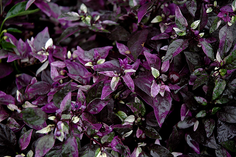 Purple Flash Ornamental Pepper (Capsicum annuum 'Purple Flash') at Stauffers Of Kissel Hill