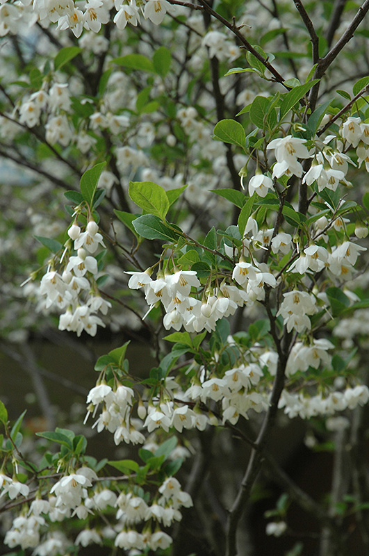 Japanese Snowbell (Styrax japonicus) at Stauffers Of Kissel Hill