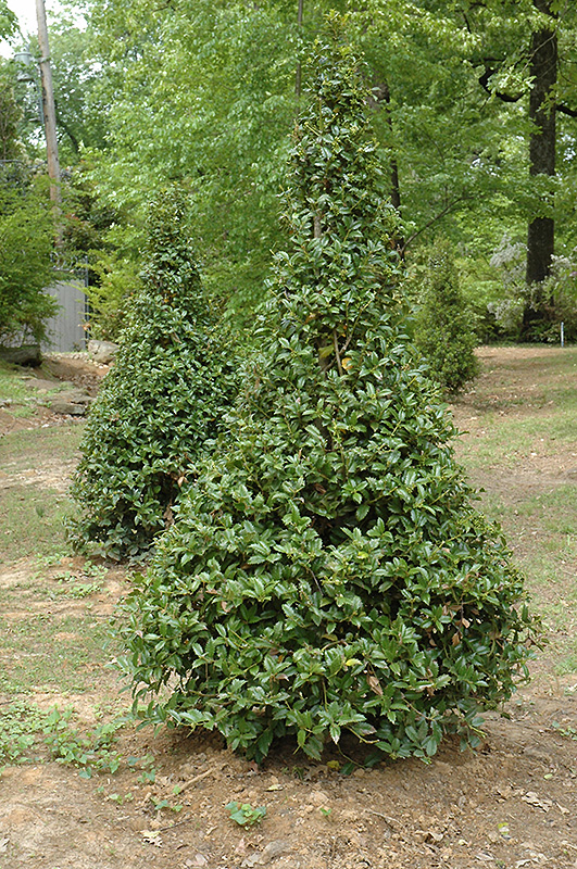 Castle Spire Meserve Holly (Ilex x meserveae 'Hachfee') at Stauffers Of Kissel Hill