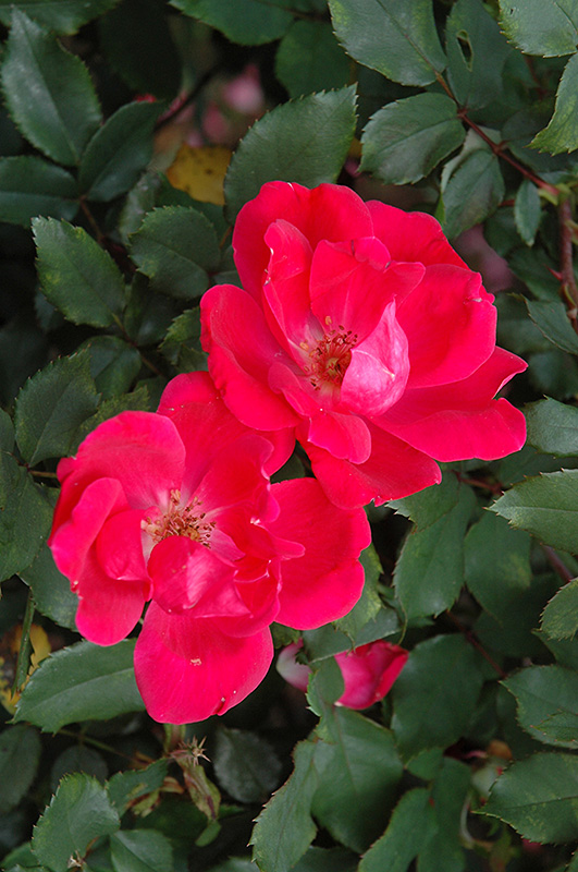 Red Knock Out Rose (Rosa 'Red Knock Out') at Stauffers Of Kissel Hill