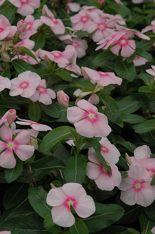 Titan Icy Pink Vinca (Catharanthus roseus 'Titan Icy Pink') at Stauffers Of Kissel Hill