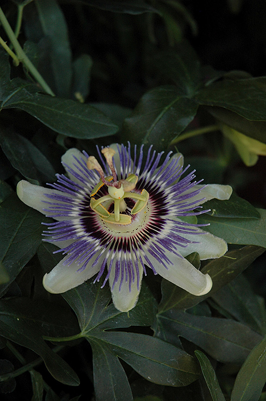 Incense Passion Flower (Passiflora 'Incense') at Stauffers Of Kissel Hill