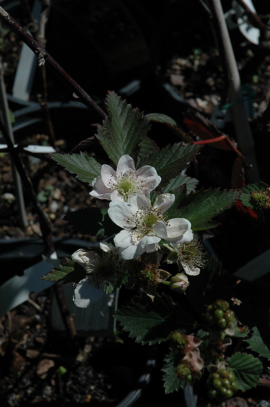 Navaho Thornless Blackberry (Rubus 'Navaho') at Stauffers Of Kissel Hill