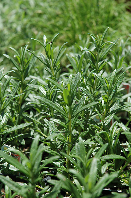 Spice Islands Rosemary (Rosmarinus officinalis 'Spice Islands') at Stauffers Of Kissel Hill