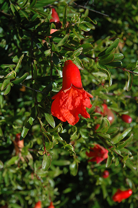 Chico Pomegranate (Punica granatum 'Chico') at Stauffers Of Kissel Hill