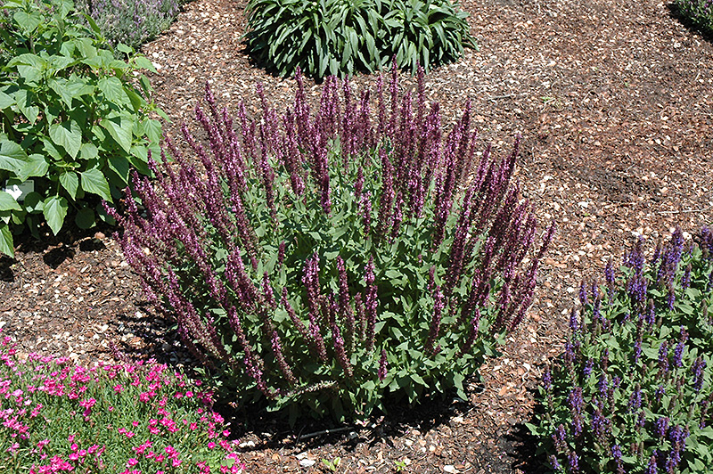 New Dimension Rose Meadow Sage (Salvia nemorosa 'New Dimension Rose') at Stauffers Of Kissel Hill