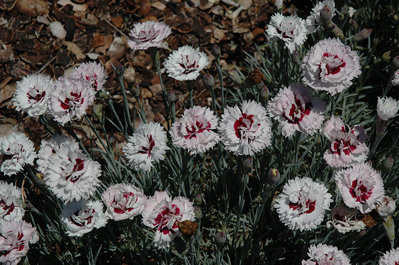 Silver Star Pinks (Dianthus 'Silver Star') at Stauffers Of Kissel Hill