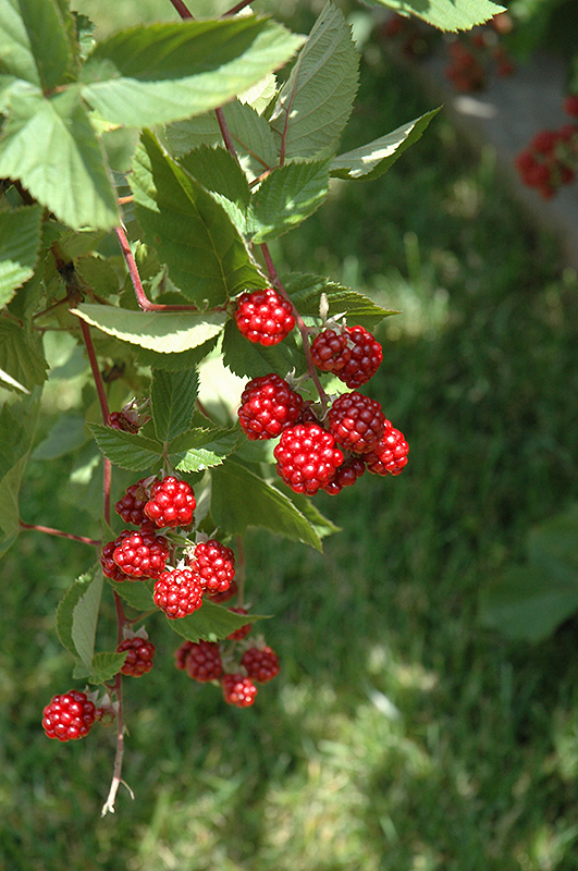 Heritage Raspberry (Rubus 'Heritage') at Stauffers Of Kissel Hill