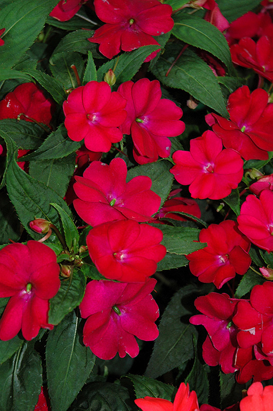 SunPatiens Compact Royal Magenta New Guinea Impatiens (Impatiens 'SunPatiens Compact Royal Magenta') at Stauffers Of Kissel Hill